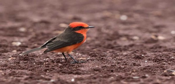 Aves Galapagos