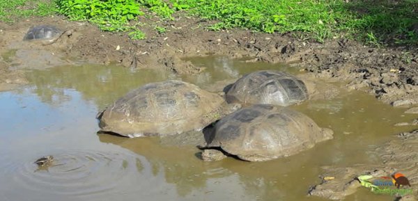 El Chato Galapagos