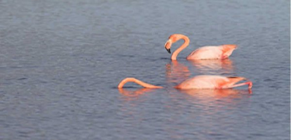 Flamingos de Galapagos