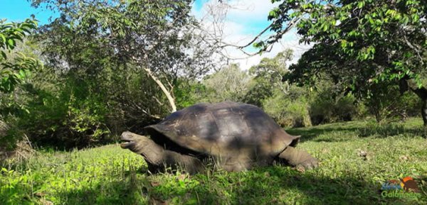 Highlands Galapagos