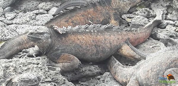 Iguanas Galapagos