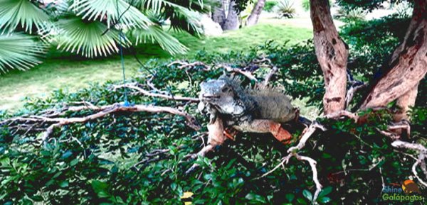 Iguanas Park Guayaquil