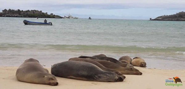 Isabela Galapagos