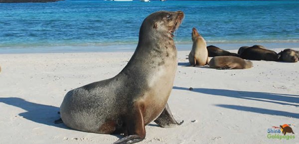 Isabela Galapagos