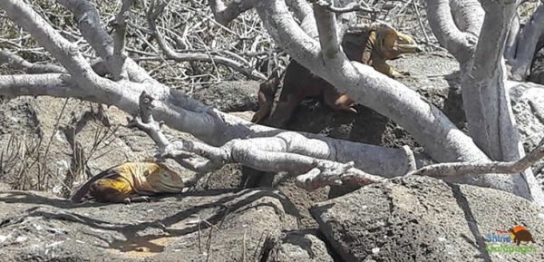 Land Iguanas