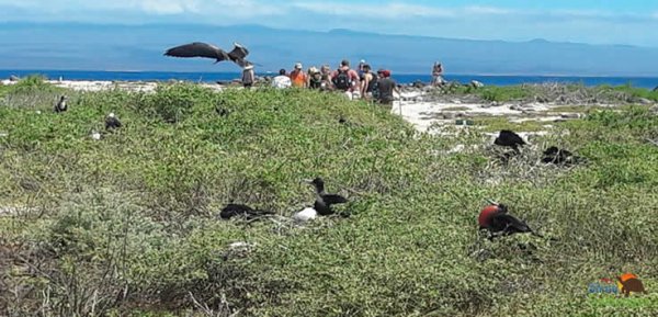 North Seymour Island