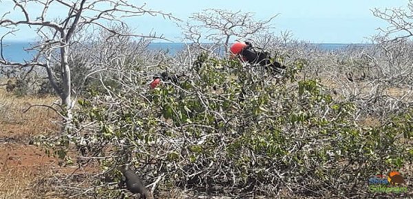 North Seymour Island