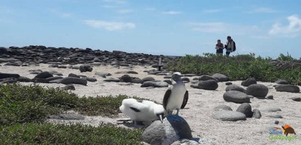 North Seymour Island