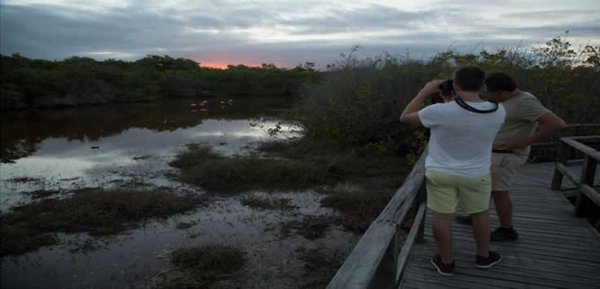 Poza de Flamingos