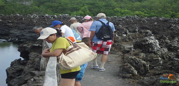 Tintoreras Galapagos