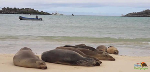 isabela-galapagos_p50_hd