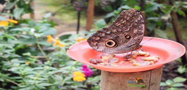 mariposario_p224_hd